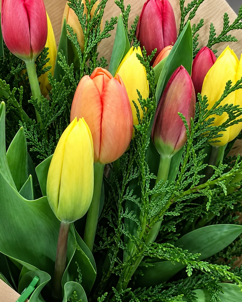 Ram tulipes